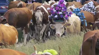 Montée des vaches Marchairuz Mai 2022