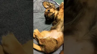 【ダックス子犬】うちにはこんなのがいます#shorts #ダックスフンド #多頭飼い #犬のいる暮らし