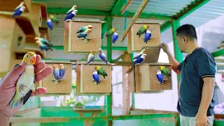 AFRICAN LOVEBIRD FARMING: How to Succeed in Bird Raising with Hundreds of Newly Hatched Birds