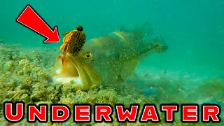 WHEN BASS ATTACK!!! Incredible Underwater Footage Of Bass Striking Lures!