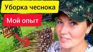 ⚫Когда убирать чеснок | Уборка чеснока |Все секреты