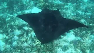 Manta point || labuan bajo || komodo national park