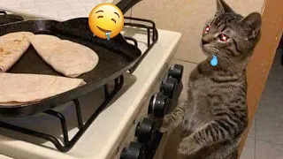 Try Not To Laugh 🤣 New Funny Cats Video 😹 - MeowFunny Part 10