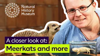 A closer look at meerkats and mole-rats