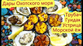 Собираем дары Охотского Моря | Устрицы | Морские ежи | Трубач