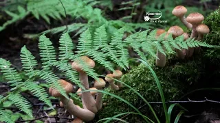 «В ЛЕС ЗА ГРИБАМИ» 🍄 Лесная прогулка для хорошего настроения и Приятная музыка