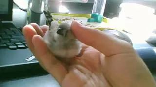 Finch hops around desk and demands scratches