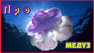 Медузы  Развивающее видео для детей про медуз  Морские животные