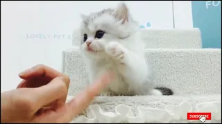 Baby Cats - Cute and Funny Cat Videos Compliation #03 |