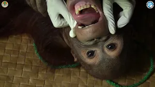 Rescue of Pet Orangutan Kukur