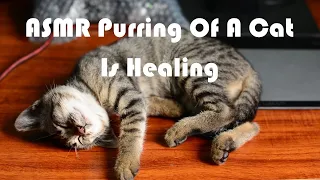 Lulling Cat Purring | Sounds for Sleeping | ASMR