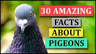 30 Amazing Facts About Pigeons | Animal Globe