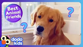 Why Can't This Pup Play With His New Friend? | Best Animal Friends | Dodo Kids