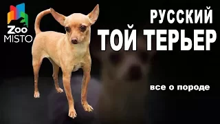 Русский Той Терьер  - Все о породе собаки | Собака породы - Русский Той Терьер