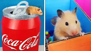 5 Levels Maze for my Hamster | Coca Cola Maze 🐹🏁