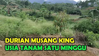 REVIEW TANAM DURIAN MUSANG KING 🌲, USIA TANAM 7 HARI 🧭