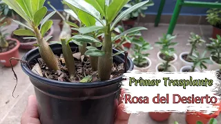 ¿Cuándo se hace el primer trasplante de una Rosa del Desierto?