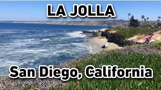 La Jolla and its natives Sea Lions and Seals | San Diego California's Finest Coastal Destination