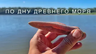 Поиск окаменелостей в меловых отложения р.Дон Fossil hunting on the Don river