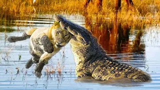 Extreme fights Lion vs Crocodile , Wild Animals Attack