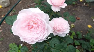 Нежная роза Куин Элизабет