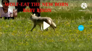 WOLF-eat the new born baby BISON