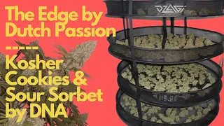 The Edge от DP, Kosher Cookies и Sour Sorbet от DNA | 700 гр. | dzagireport