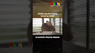 KBYN: Nakatikim na ba kayo ng lechon rabbit?