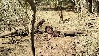 Giant Komodo Dragon and babies Komodo Dragon are eating huge Deer #komododragon #komodoeatingdeer