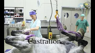 Vétérinaire : Castration chez le cheval, différentes techniques