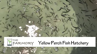 The Farmory - Yellow Perch Fish Hatchery
