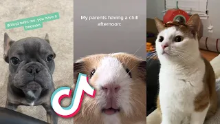 The CUTEST TikTok ANIMALS that will MAKE YOU say AWWWWW...