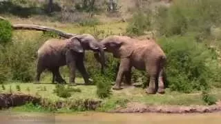 WildLife Эротика у слонов - 9 1/2 недель в дикой природе Африки Erotica Love of elephants Episode 01