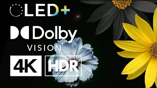 Best Of TIMELAPSE in DOLBY VISION HDR 4K 60fps | 4K HDR flower Timelapse: Relaxation for your Soul