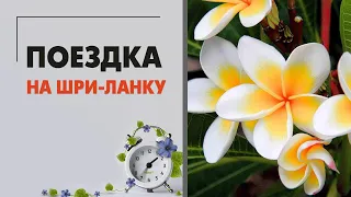 Куда поехать в отпуск? Поездка на Шри-Ланку: слоны, ботанический сад и Индийский океан.