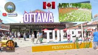 Tulip Festivals in Ottawa, Canada: A Journey to Commissioners Park and Peace Tower