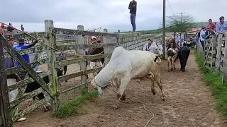 Feira de gado em capoeira Pe 24-05-2024 muito gado bom 👍