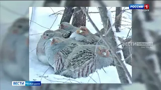 Чувашия стала  хлебным  местом зимовки для северных таежных птиц