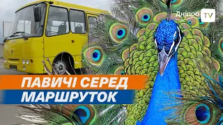 🦚 ЕКСКЛЮЗИВ! Дніпро: власник АТП розводить павичів!