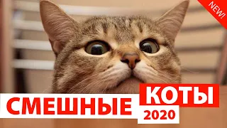 СМЕШНЫЕ КОТЫ 2020 😻 Приколы с Котами Коты с Озвучкой Funny Cats