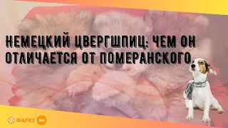 Немецкий цвергшпиц: чем он отличается от померанского