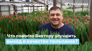 Как Виктор увеличил выход и качество выгонки тюльпанов?