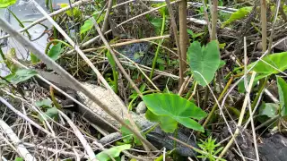 Baby alligator sleep