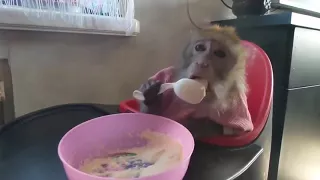 Смешные обезьяны  Приколы с обезьянами  Funny monkey  Fun with monkeys