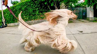 Afghan Hound dog movements in slow-motion -4x