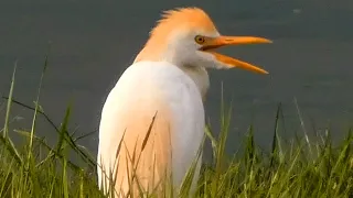 Cattle egret call sound & activities | Bird