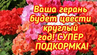 ВАША ГЕРАНЬ БУДЕТ ЦВЕСТИ КРУГЛЫЙ ГОД! СУПЕР ПОДКОРМКА! ОБЯЗАТЕЛЬНО,ТАК ДЕЛАЙТЕ! ПЫШНОЕ ЦВЕТЕНИЕ !