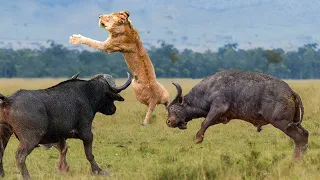 WATCH NOW!!! Wild Animals Attack Predators: Lions Attack Buffalo vs Tiger vs Rhino vs Zebra