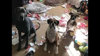 😺 Who made the mess?! 🐕 Funny video with dogs, cats and kittens! 😸