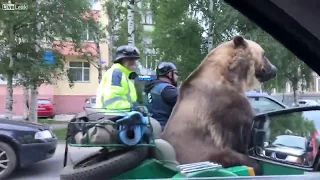 Медведь в мотоцикле, едет по Архангельску